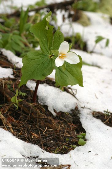Trillium ovatum
