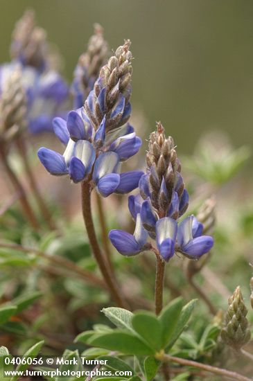 Lupinus sellulus ssp. sellulus var. sellulus (L. lepidus var. sellulus)
