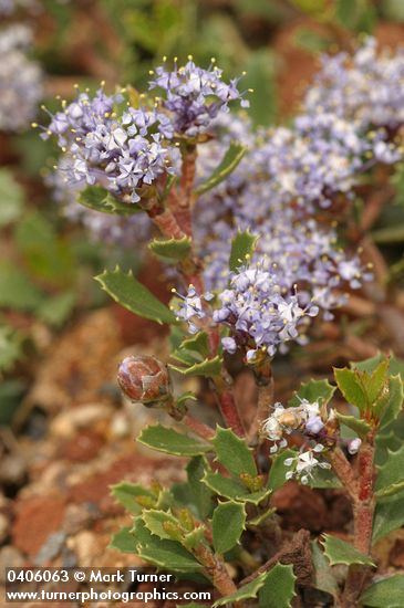 Ceanothus prostratus