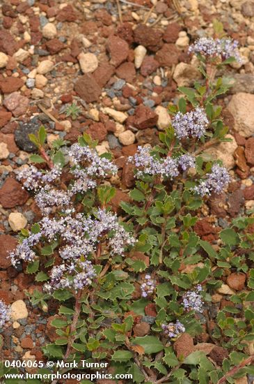 Ceanothus prostratus