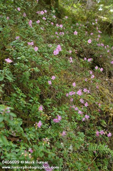 Kalmiopsis leachiana