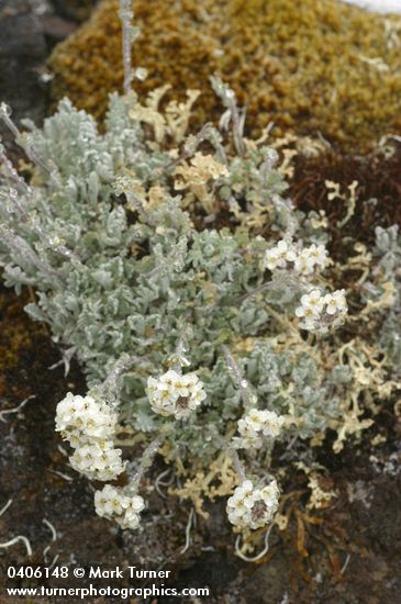 Smelowskia calycina var. americana