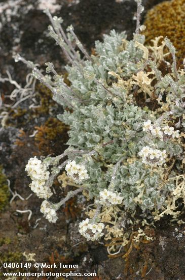 Smelowskia calycina var. americana
