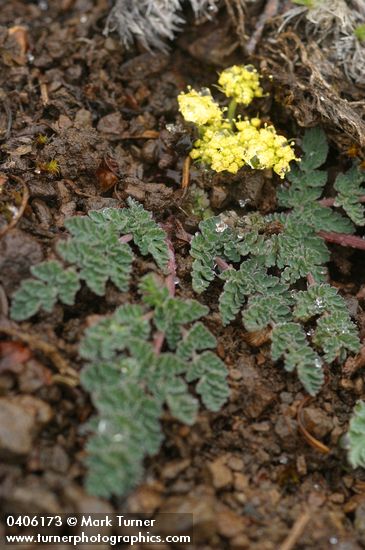 Lomatium martindalei