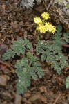 Martindale's Lomatium