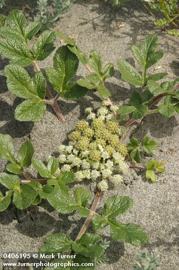 Glehnia littoralis ssp. leiocarpa