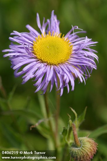 Erigeron speciosus var. speciosus