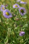 Showy Fleabane