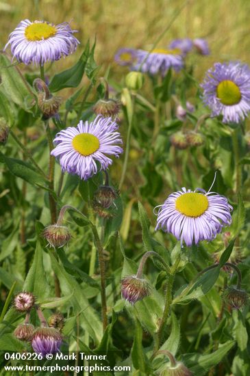 Erigeron speciosus var. speciosus