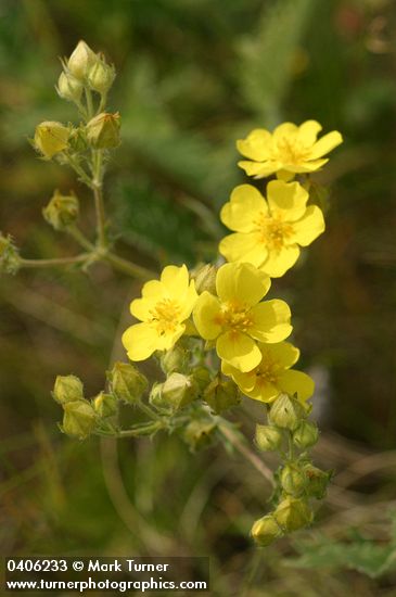 Potentilla gracilis var. gracilis