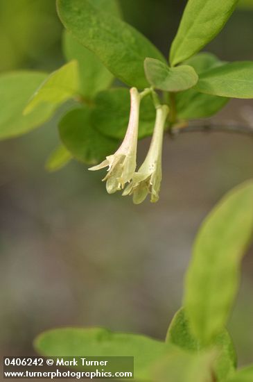 Lonicera utahensis
