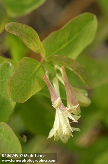 Lonicera utahensis