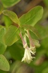Utah Honeysuckle blossoms & foliage