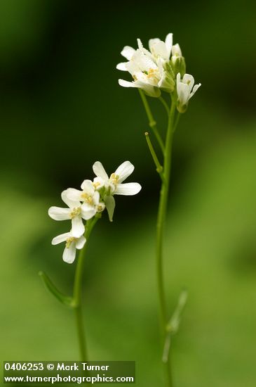Arabis furcata