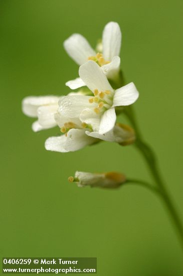 Arabis furcata