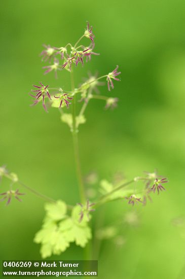 Thalictrum occidentale