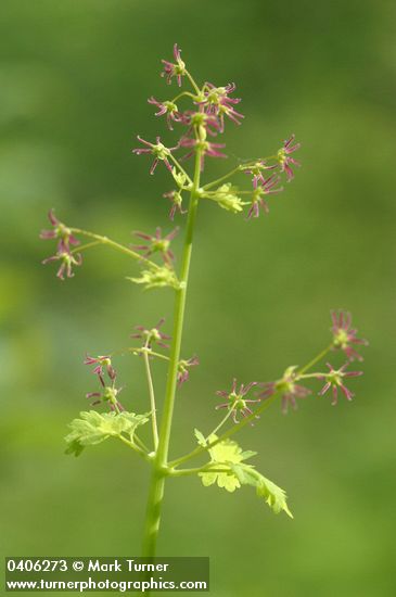 Thalictrum occidentale