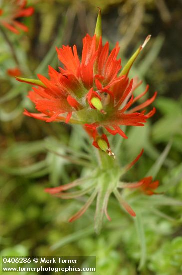 Castilleja rupicola