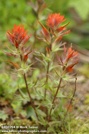 Castilleja rupicola