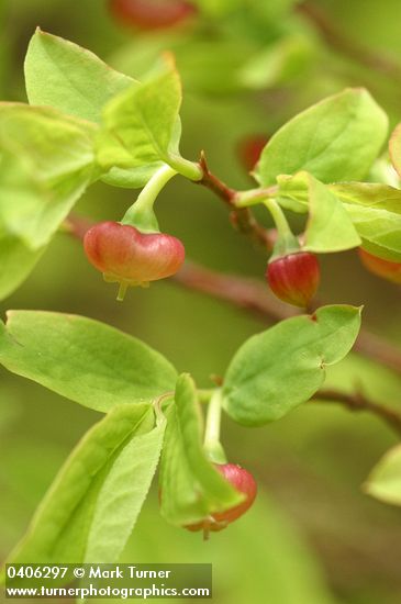 Vaccinium alaskense