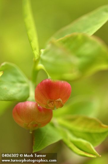 Vaccinium alaskense