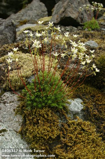 Saxifraga bronchialis