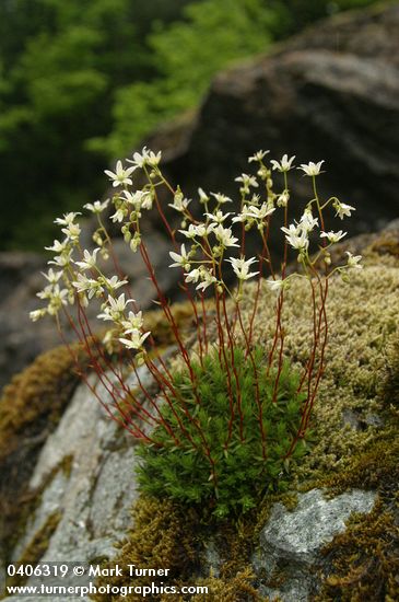 Saxifraga bronchialis