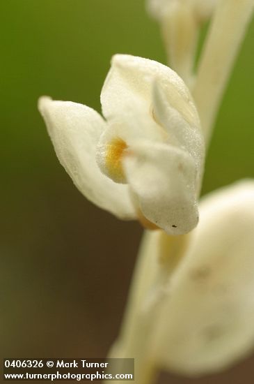 Cephalanthera austiniae