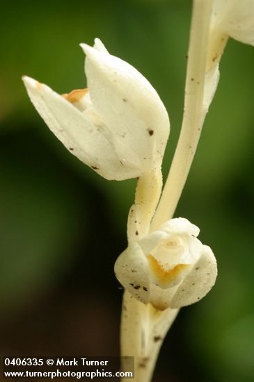 Cephalanthera austiniae