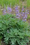 Large-leaved Lupine