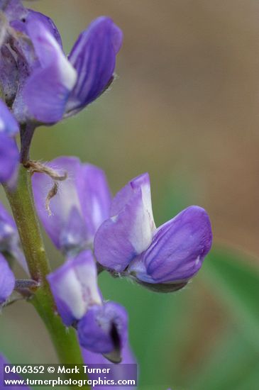 Lupinus burkei ssp. burkei (L. polyphyllus var. burkei)