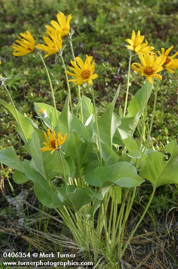 Balsamorhiza sagittata