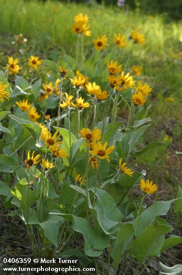 Balsamorhiza sagittata