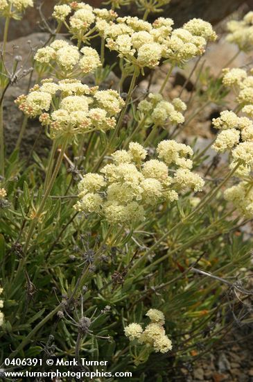 Eriogonum heracleoides