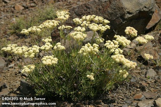 Eriogonum heracleoides