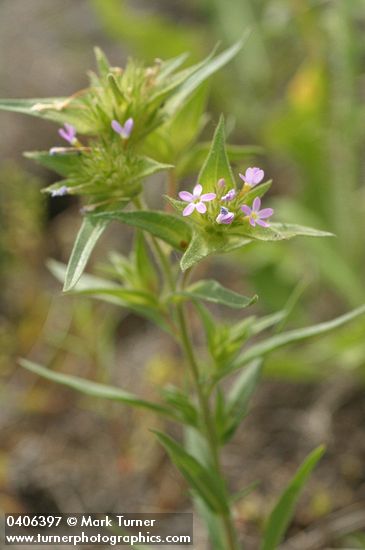 Collomia linearis