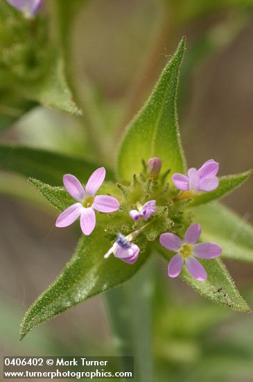 Collomia linearis