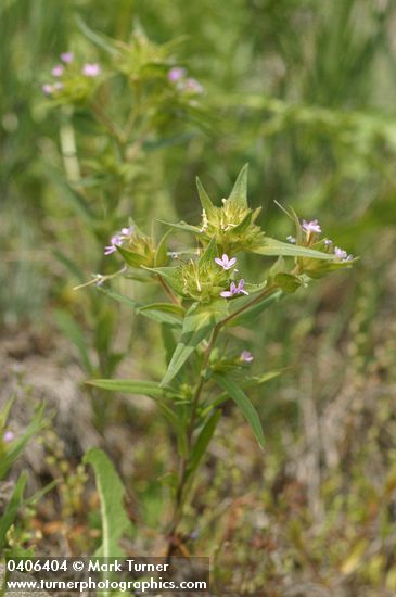 Collomia linearis