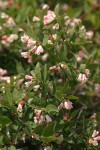 Mountain Snowberry blossoms & foliage