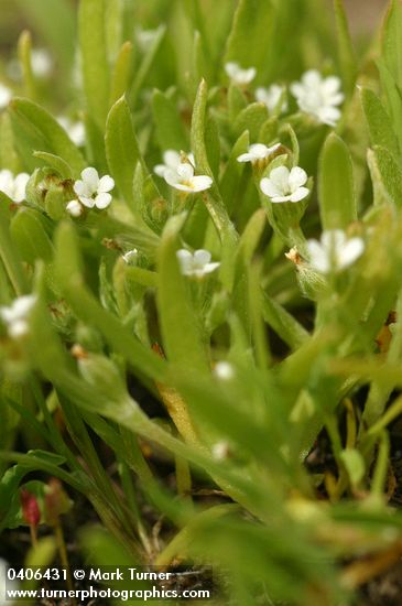 Plagiobothrys scouleri