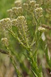 Field Peppergrass