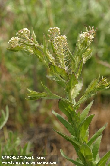 Lepidium campestre