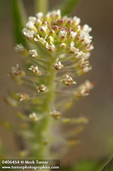 Lepidium campestre