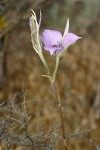 Sagebrush Mariposa Lily