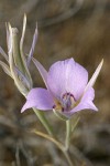 Sagebrush Mariposa Lily blossom