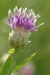Russian Knapweed blossom