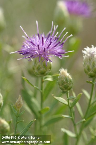 Acroptilon repens (Centaurea repens)