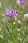Russian Knapweed blossom & foliage