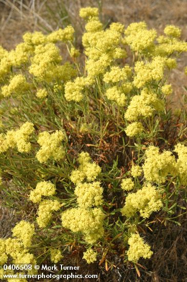 Eriogonum sphaerocephalum