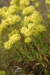 Round-headed Desert Buckwheat
